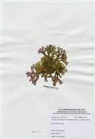 藏品(海木耳)的圖片